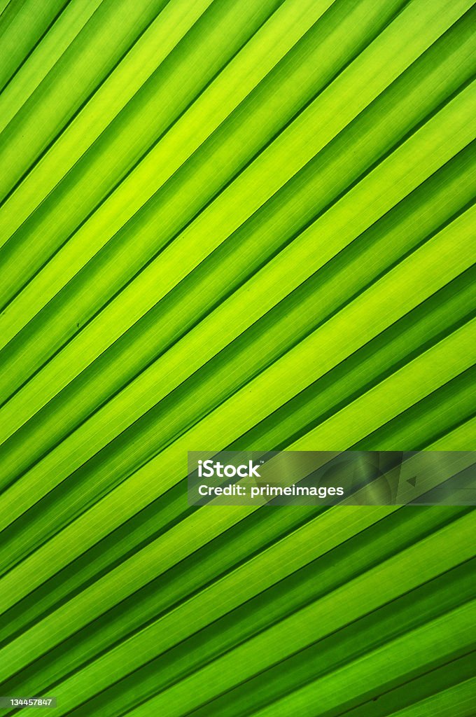 Textura de verde brilhante Folha de palmeira - Royalty-free Abstrato Foto de stock