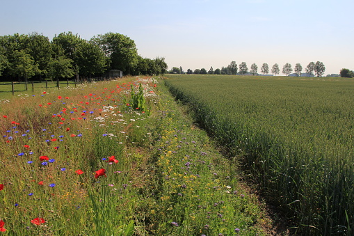 a rural landscape with a field margin with poppies, cornflowers and other wildflowers and a green wheat field in the countryside in spring