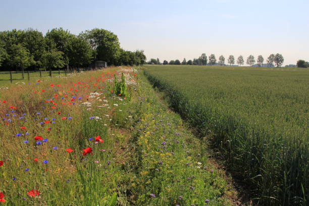 uma margem de campo florido e um campo de trigo na primavera - grass shoulder rural scene road wildflower - fotografias e filmes do acervo