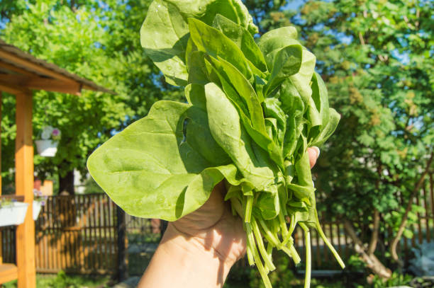 A woman's hand holds a freshly cut bunch of young green spinach, outdoors, bright sunlight and shadows, close-up stock photo