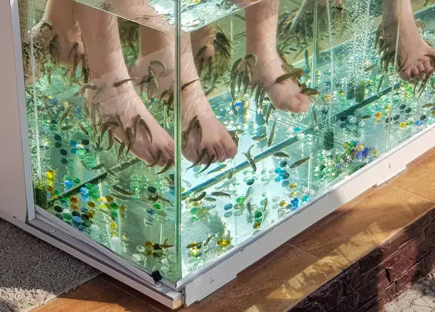 Photo of Close-up of an aquarium with Peeling of the skin of the feet of tropical fish in the water