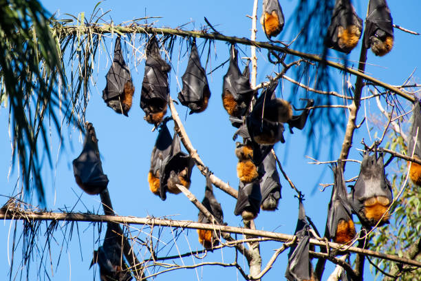 istock Grey-headed flying foxes hanging in a tree. Australian native animal mega bat 1344580949