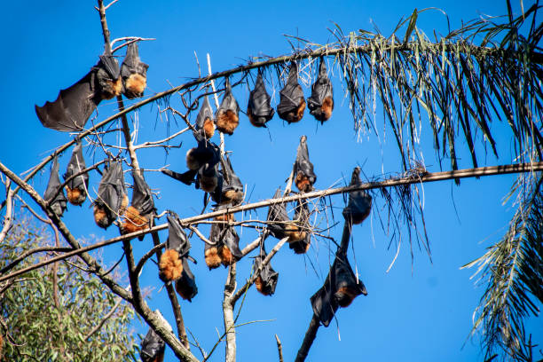 istock Grey-headed flying foxes hanging in a tree. Australian native animal mega bat 1344581054