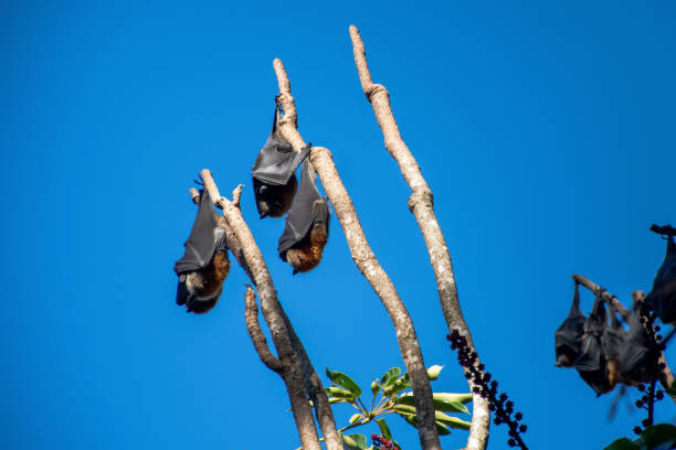 istock Grey-headed flying foxes hanging in a tree. Australian native animal mega bat 1344581174