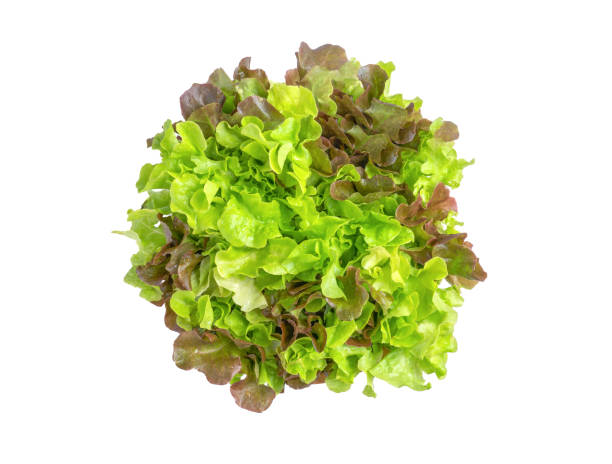 fresh green oak red oak salad organic isolated on white background. top view. - oak leaf imagens e fotografias de stock