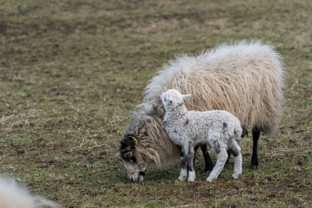 istock Sheep and lamb standing together. 1344582891