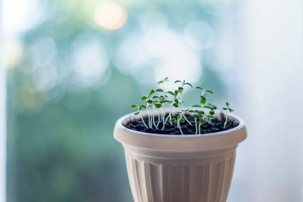 young rosemary sprouts in a pot, growing spices at home, growing fragrant rosemary - scented non urban scene spring dirt imagens e fotografias de stock