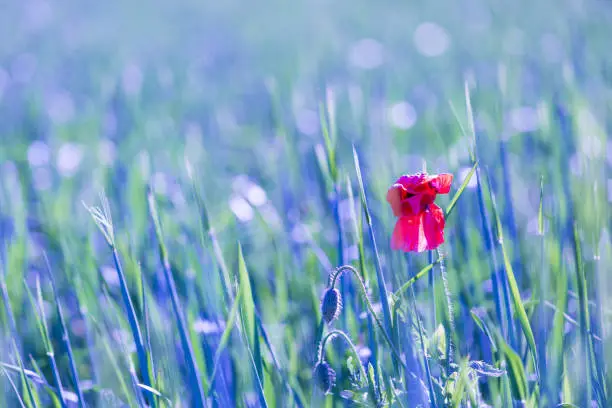 Poppy flower growing on cereal field. Single flower on field