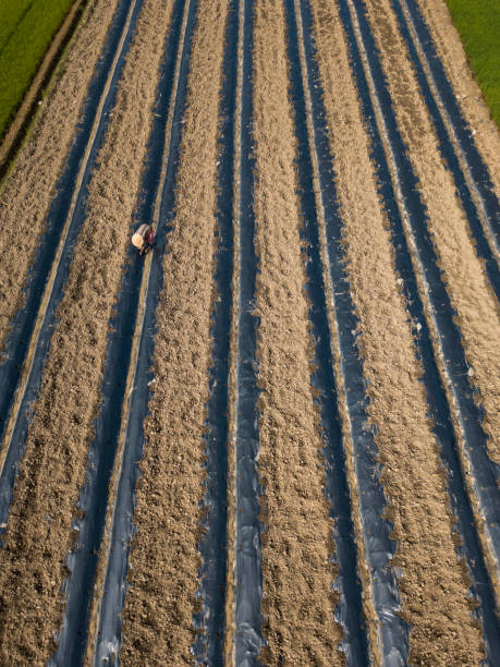Drone view of a farmer on the vegetable garden, Ninh Hoa, Khanh Hoa province, central Vietnam