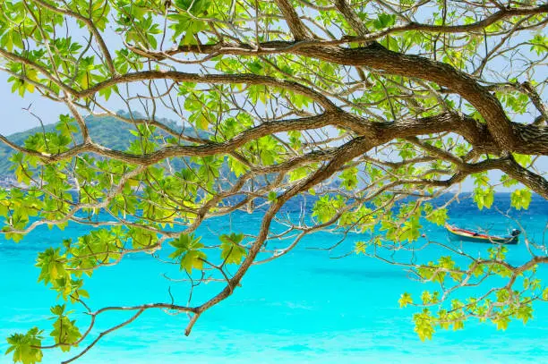 tree-on-beautiful-blue-sea-in-background-from-south-thailand-asia