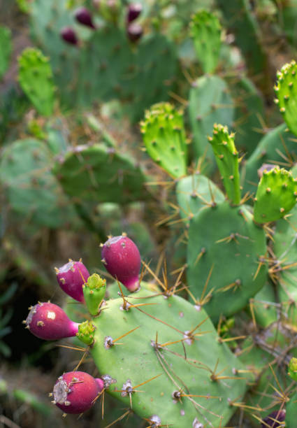 Detail of Mediterranean wild opuntia cactus plant.