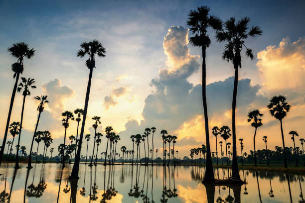 istock palm tree farm with natural reflection at sunrise 1344586506