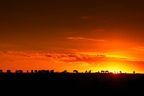 gli gnu pascolano all'orizzonte al tramonto nel masai mara, in kenya. - masai mara national reserve sunset africa horizon over land foto e immagini stock