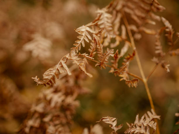 fern in early autumn