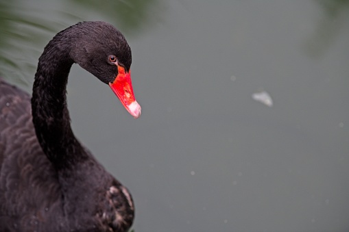 Black swan looking at it's own reflection in the water, closeup