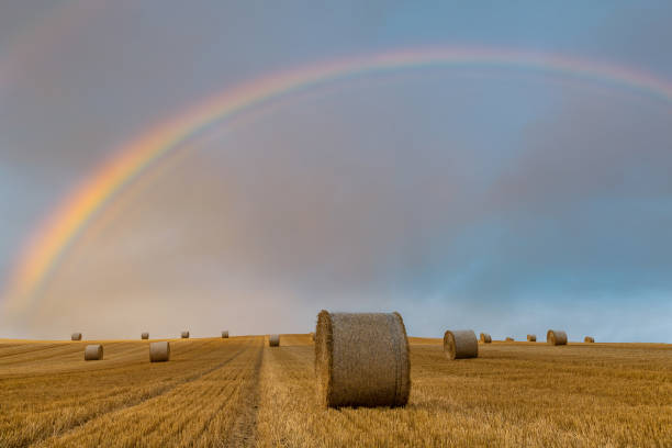 результаты сбора урожая - bale hay field stack стоковые фото и изображения