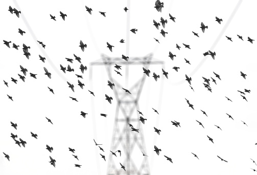 A flock of starlings in the foreground of a power line tower.