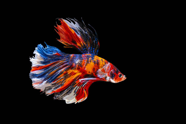 istock Rhythmic of Betta fish, siamese fighting fish betta splendens ,isolated on black background. 1344592289