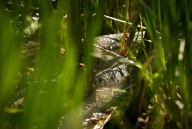 Photo of Watching a grass snake through gras at spring in saarland