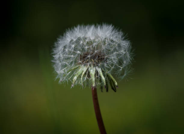 istock A closeup of a dandelion at spring in saarland, with copy space 1344592461
