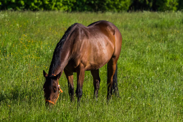 istock A horse graze on a meadow at spring in saarland 1344592524