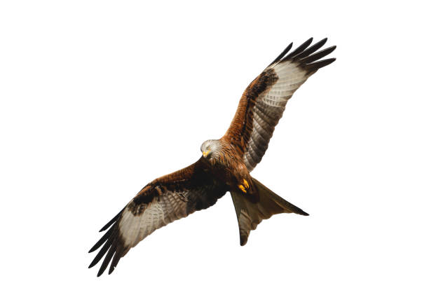 istock Red kite in flight against clear white background 1344593463