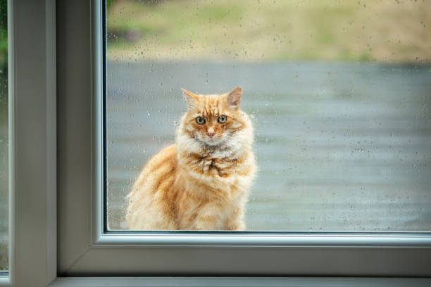 istock Ginger cat waiting by a patio door on a rainy day 1344593542