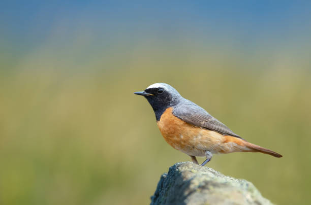 Common Redstart perched on a rock against green background Close up of a Common Redstart perched on a rock against green background, UK. male common redstart phoenicurus phoenicurus stock pictures, royalty-free photos & images
