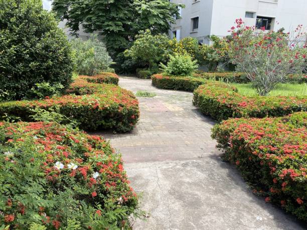 istock flower garden in Chachoengsao at Thailand 1344593615