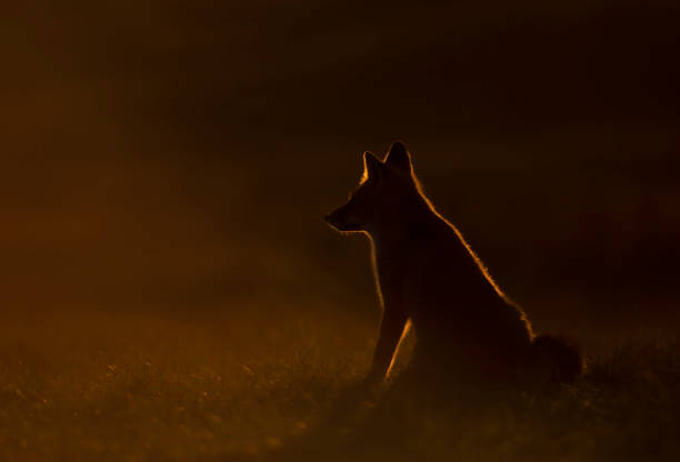 istock Silhouette of a red fox sitting in a meadow at sunset 1344593637