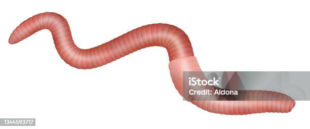 Common Earthworm Illustration Against White Background Stock Illustration -  Download Image Now - iStock