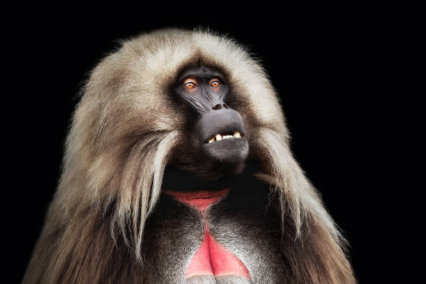 Portrait of male Gelada monkey against dark background stock photo