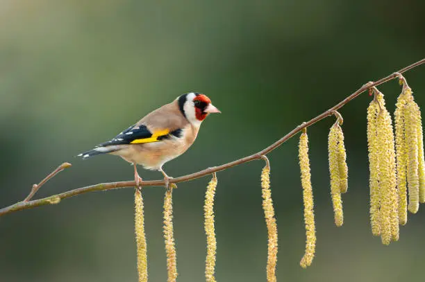 Photo of Close up of a Goldfinch perched on a hazelnut tree with catkin