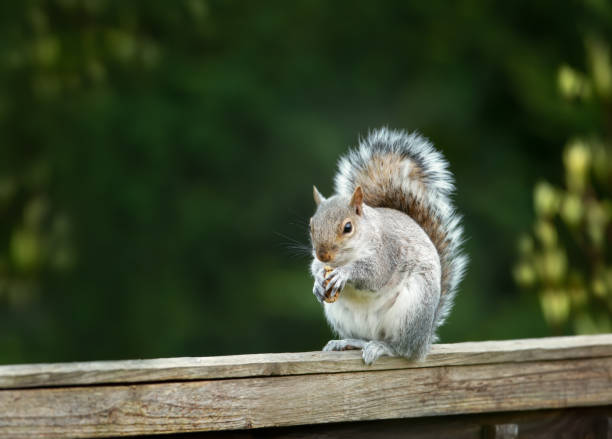 istock Grey squirrel eating nuts on a wooden fence 1344593850