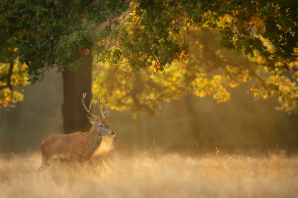 istock Red Deer on a misty morning at sunrise 1344594545