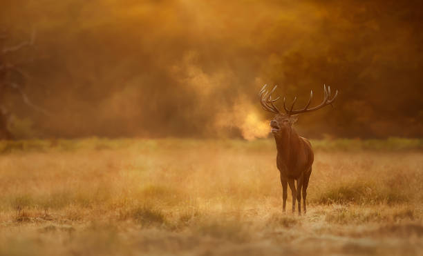 istock Red Deer calling during rutting season at sunrise 1344594592