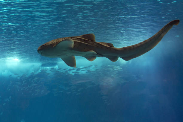 istock Zebra leopard shark underwater close up portrait 1344594794