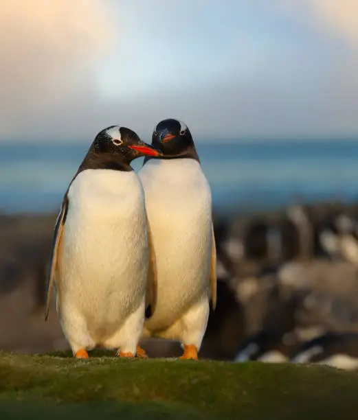 Photo of Gentoo penguins standing on the coasts of the Falkland Islands at sunset