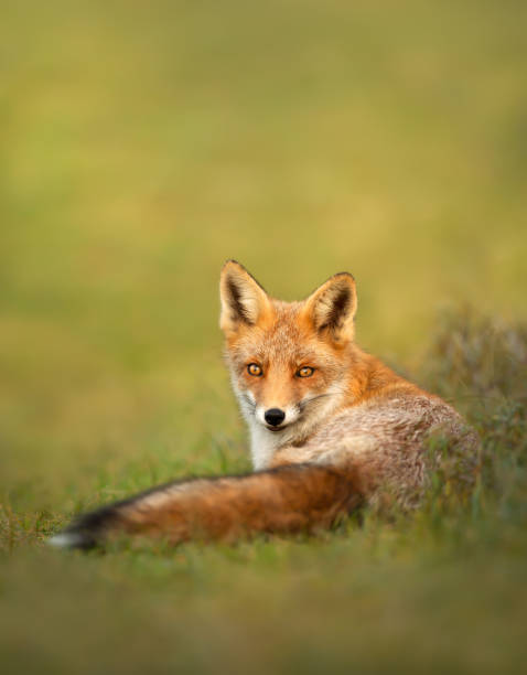 istock Close up of a cute Red fox lying in the meadow 1344595219