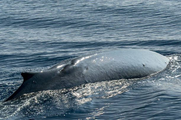 istock Fin whale damaged in ship collision propeller sign on body 1344595331