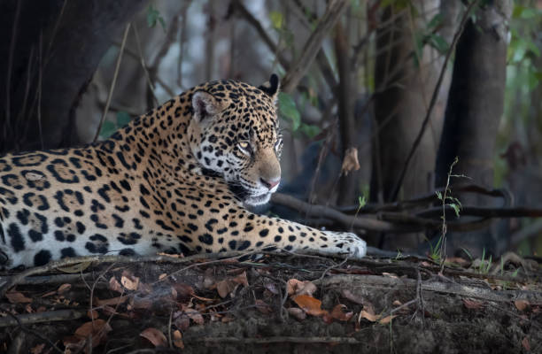 istock Close up of a Jaguar lying on tree roots on a river bank 1344595342