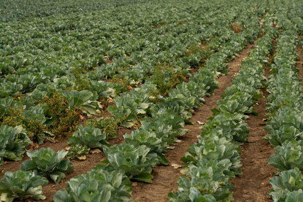 istock Part of cabbage field with many rows of growing vegetables 1344595682