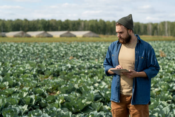 istock Bearded young farmer with tablet looking at growing cabbage heads 1344595996