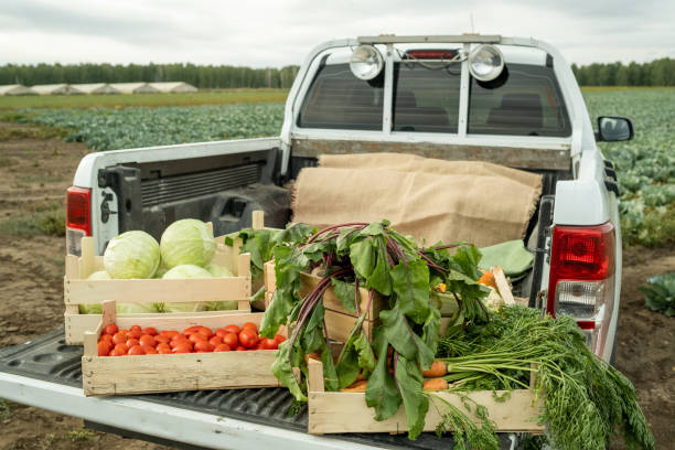 istock Car trunk with boxes of tomatoes, cabbages, carrots and beets 1344596042
