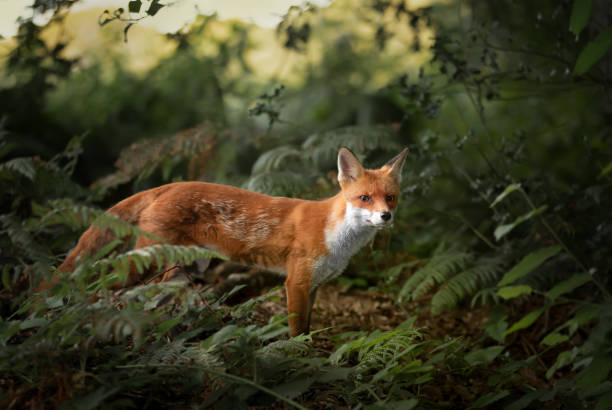 primer plano de un zorro rojo en el bosque - perro salvaje fotografías e imágenes de stock