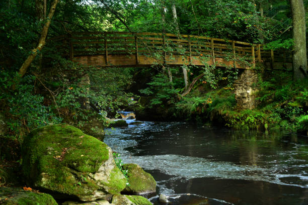 istock Wooden bridge in the forest 1344596200