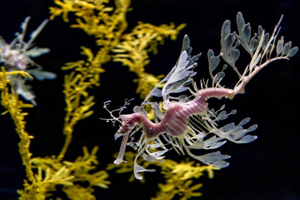 istock Leafy sea Horse dragon underwater 1344596475