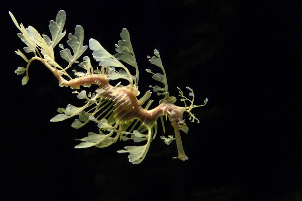 istock Leafy sea Horse dragon underwater 1344596497