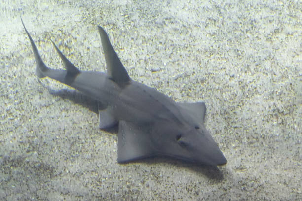 Bluespotted ribbontail ray, Taeniura lymma, fish in the Egypt Red Sea