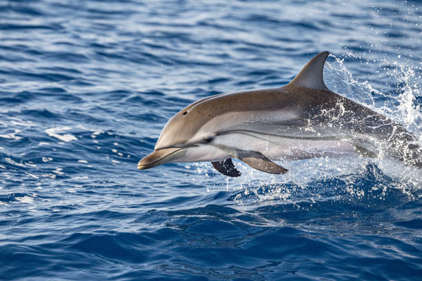 istock striped Dolphin while jumping in the deep blue sea 1344596861